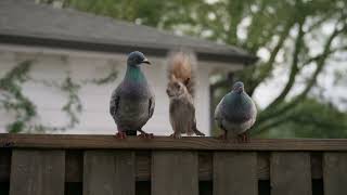  DIRECTV | For The Birds | Squirrel