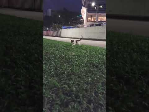 Stray Cats in Malaysia: The Sacred Undies