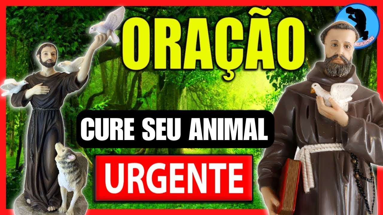 🐶🐱 PRAYER OF SAINT FRANCIS OF ASSISI FOR ANIMALS 🙏🏻 PRAYER OF SAINT FRANCIS OF ASSISI FOR ANIMALS