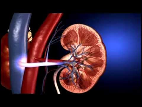Urinary system - Human Body