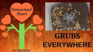 TOO MANY GRUBS IN THE GARDEN ~ How To Get Rid Of Them!