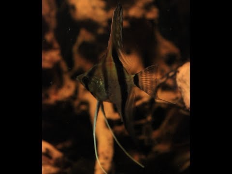 415. Biożybura - Oczekiwania a rzeczywistość.