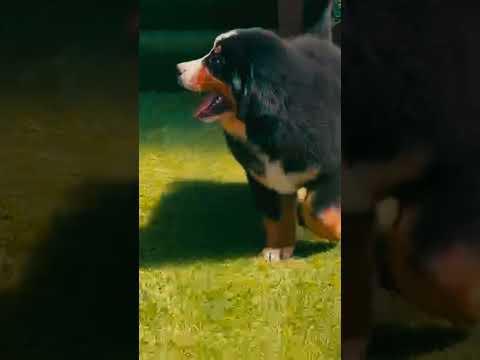 Berner Sennenhund Welpe kaufen