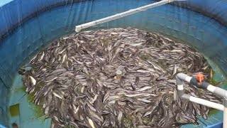 How to start a fish pond business in Nigeria in 2023