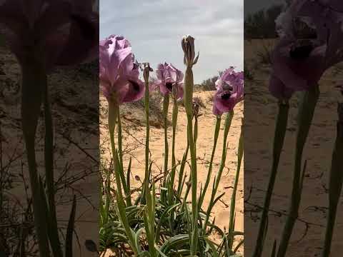 Iris flowers in the Negev desert - preview