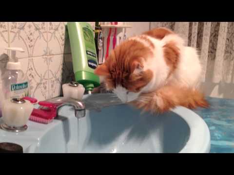 Turkish Van Cat fascinated by water