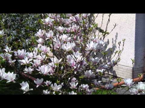 IMGA0109 Tulpenbaum Blüte