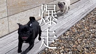 【パグ】ホテルで大はしゃぎ!オランダの世界で最も美しい本屋さん|PUG DOGS in EU|The Most Beautiful Book Store in The World【パグ犬 炭鈴】