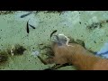Sea World San Diego Cleaner Fish