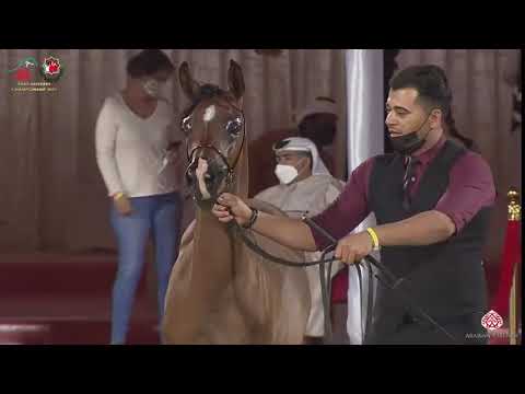 N 195 MARJ AL FARES   Emirates Arabian Horse Breeders Championship 2021   Yearling Colts Class 6A