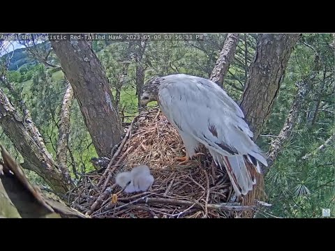 Angel Leucistic RT Hawk ~ RTH5 Leaves Nest Bowl! Angel Lovingly Preens Her Chick & Tom Visits 5.9.23
