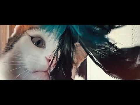 il gatto che userò x alcuni video  [bianco]