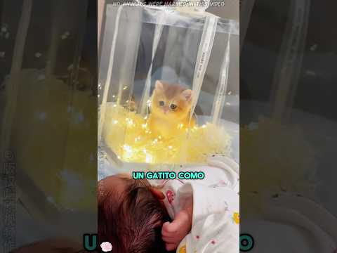 Recibió un gatito de patas cortas... Pero terminó haciendo algo imposible#funnyshorts #pets #cute