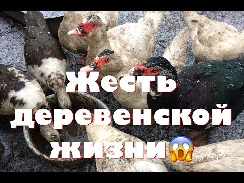 Жесть деревенской жизни.