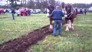 preview picture of video 'Scottish Clydesdale Horses Ploughing Crieff Perthshire Scotland'