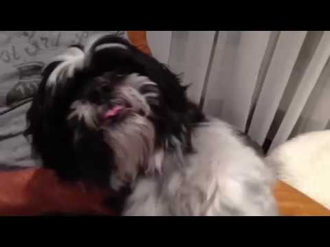 Man gives dog massage