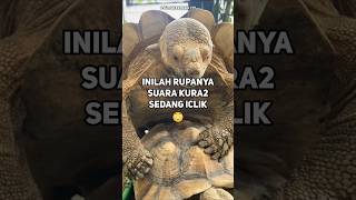 Download lagu Suara lucu kura-kura ketika iclik #ngakak #lucu #meme #yuhuHewan #kurakura mp3 Download lagu Suara lucu kura-kura ketika iclik #ngakak #lucu #meme #yuhuHewan #kurakura mp3