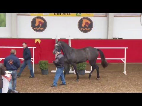 Calina  *2013 - Calidrio x Samtorio