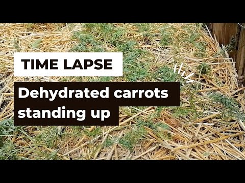 Time-lapse of carrots standing up after watering