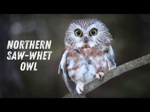 Potĺk píľkový — Northern Saw-whet Owl