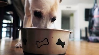 Spot's Quite The Noisy Eater