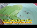 Obat Alami Jamur Pada Ikan Hias