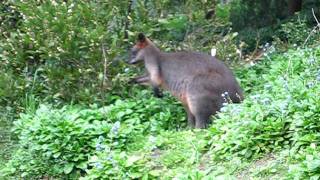 preview picture of video 'Wallaby Munching on a Bush'