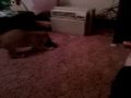 Annabelle bringing my remote back to me