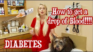 How to Check your pets GLUCOSE LEVELS !? | Diabetic pets