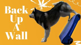 Teach Your Dog to do a Handstand