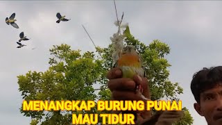 Download lagu MULUT BURUNG PUNAI DI POHON PUNAI TIDUR MANTAP mp3 Download lagu MULUT BURUNG PUNAI DI POHON PUNAI TIDUR MANTAP mp3