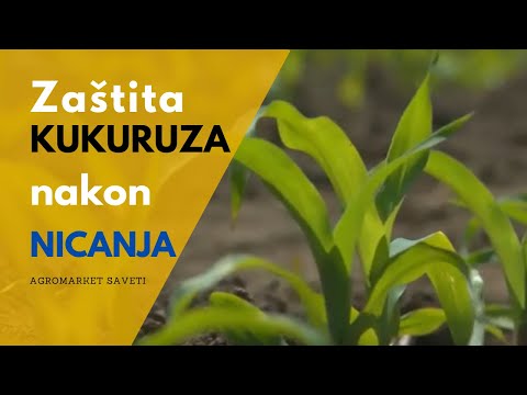 Zaštita kukuruza-post em(Herbicidi: Siran, Agrodimark, Mustang / Folijarna prihrana: Fitofert Speed)