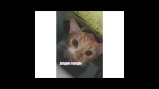 Download lagu kenapa kamu? jangan nangis lagi semangat-!! #viralfypシ #shrots #fypviralシ #sadcat mp3