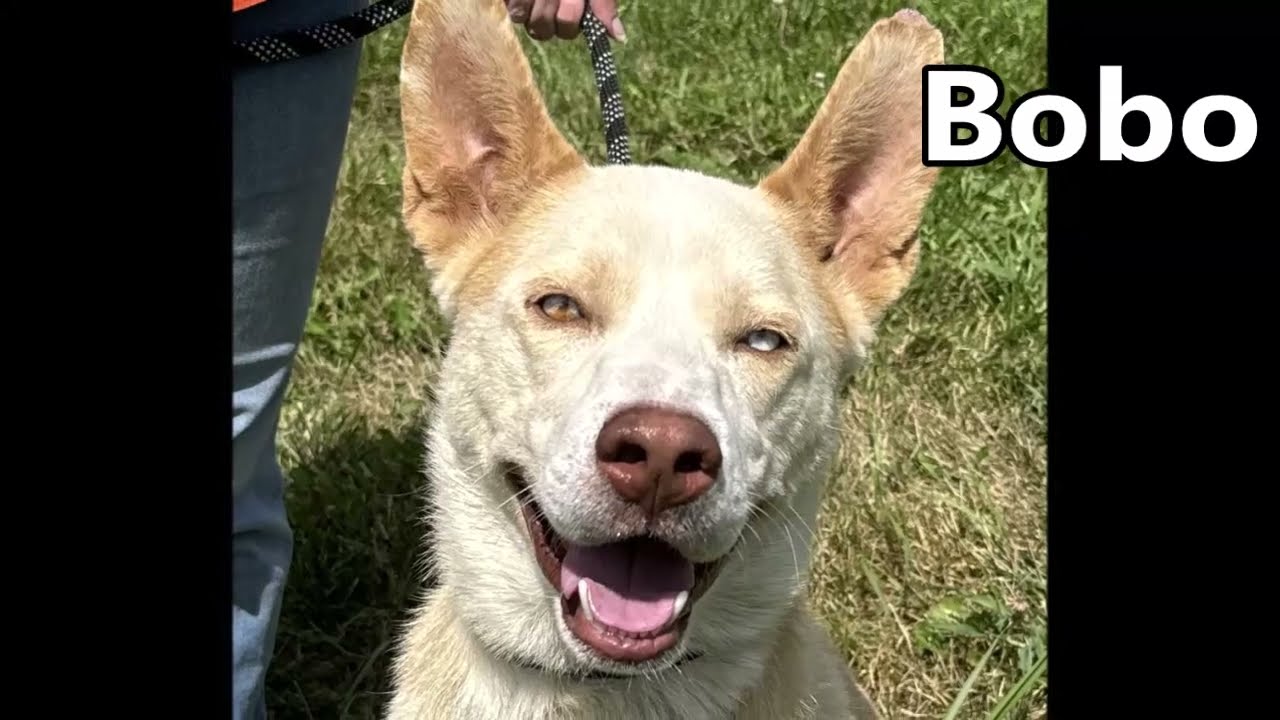 Enlarge Bobo, a Adoptable Siberian Husky in Nashville, IN video 6/6