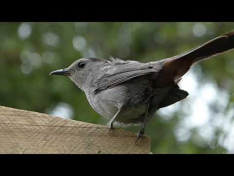 How to attract catbirds - basic tips