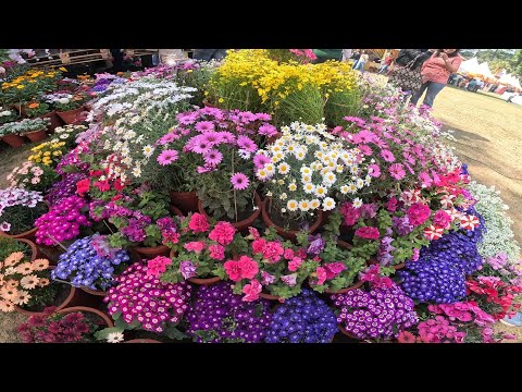 Vasantotsav 2026 | Dehradun | Flowers Show | Lok Bhavan | Garhicantt 