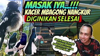 Download lagu MASAK IYA ⁉️ PENANGANAN KACER MBAGONG NANGKUR CUMA BEGINI SAJA SUDAH KEMBALI GACOR BUKA EKOR mp3