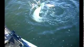 PESCA DE LUCIOS  CON AROMIN FISH ESPAÑA