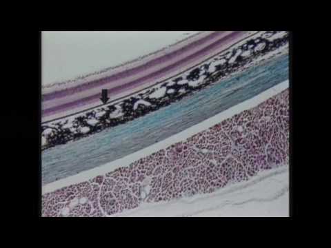 5-minute HistoClip from The Eye, DVD #25 in the Visual Histology DVD Series. www.visualhistology.com