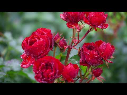 Nick Cave & Kylie Minoque - Where the Wild Roses Grow