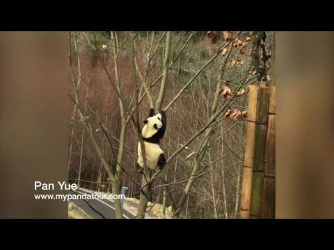 Pan Yue was making the honking sound