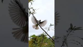 Download lagu Mikat burung masteran dapat burung trucukan Garuda #shoorts #birds #pemikat #birdsounds #burung mp3