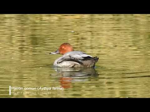 Vídeo de Aythya ferina. <em>© César Fernández González