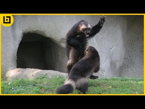 Fearless Wolverine Fighting And Attacking Moments