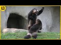 Fearless Wolverine Fighting And Attacking Moments