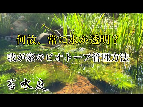庭で水を節約する: 実践的なヒントとコツ!  庭園