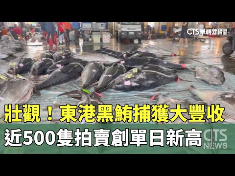 壯觀！　東港黑鮪捕獲大豐收　近500隻拍賣創單日新高