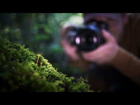 So machst du leuchtende und beeindruckende Pilz Fotos!