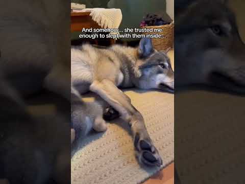 I opened my barn door, and couldn't believe what I saw... #rescue #wolf