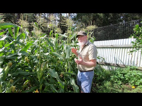 A YEAR in our GARDEN - Harvest Begins (February)